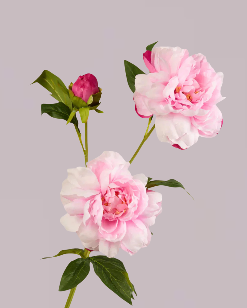 PEONY TRIO IN SOFT PINK