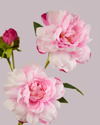 PEONY TRIO IN SOFT PINK