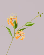 ORANGE FIRELILY