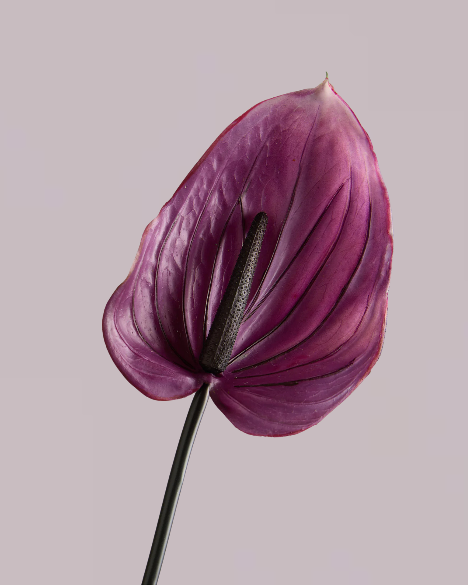 ANTHURIUM IN VIOLET (EXTRA LARGE)