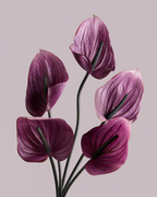ANTHURIUM IN VIOLET (EXTRA LARGE)