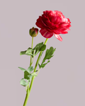 REAL TOUCH RANUNCULUS IN FUSCHIA