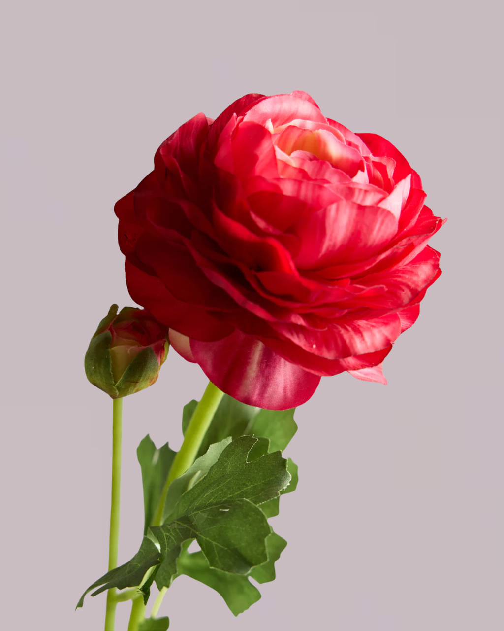 REAL TOUCH RANUNCULUS IN FUSCHIA