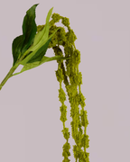 AMARANTHUS SOFT TOUCH GREEN