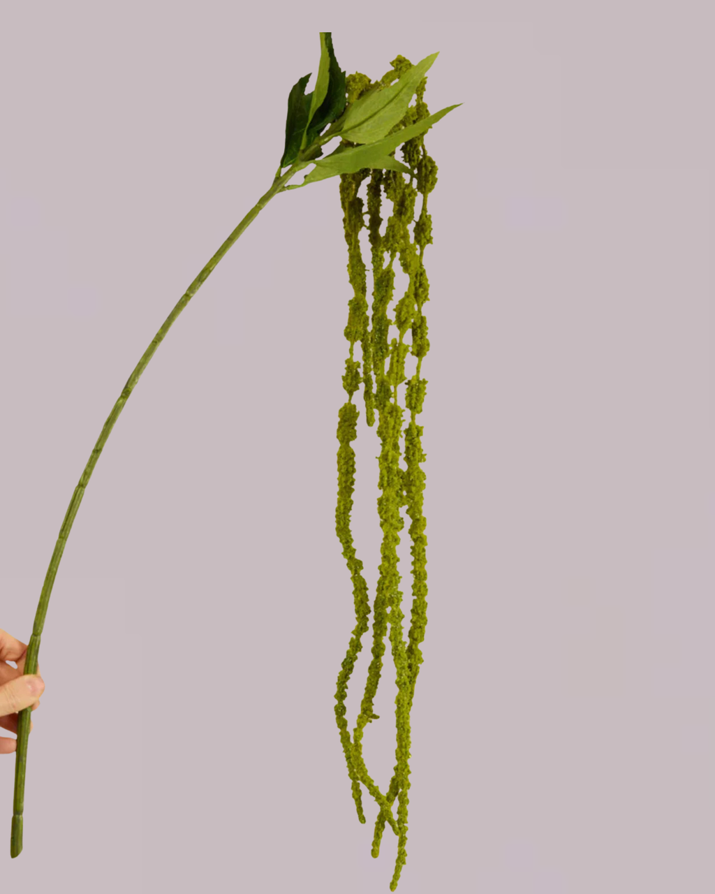 AMARANTHUS SOFT TOUCH GREEN