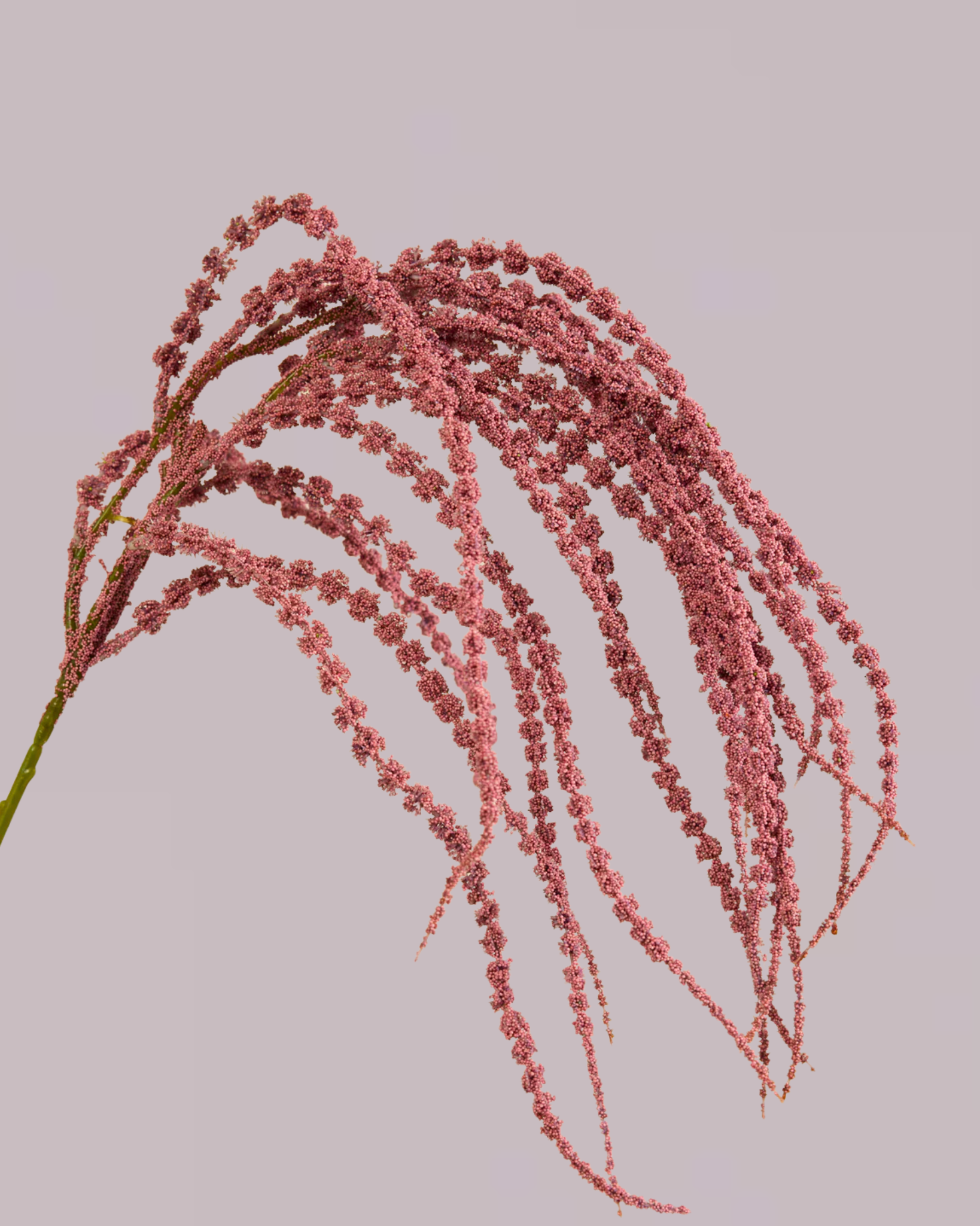 AMARANTHUS SPRAY IN PURPLE