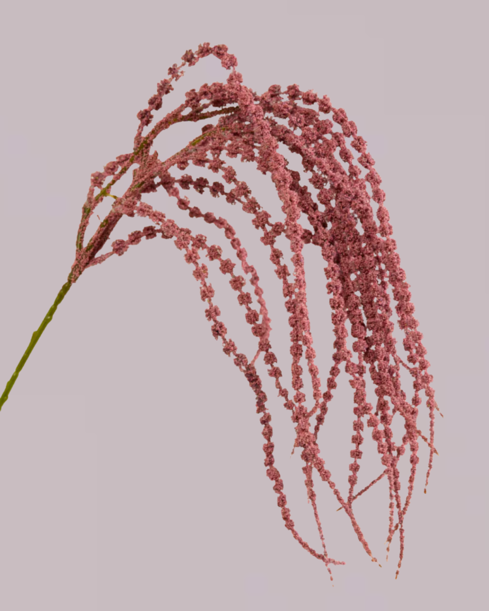 AMARANTHUS SPRAY IN PURPLE