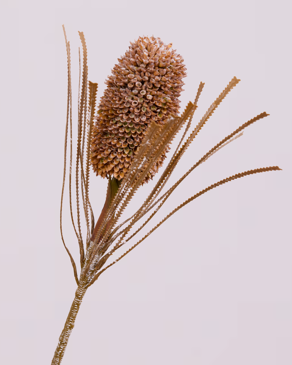 RUSTIC BANKSIA
