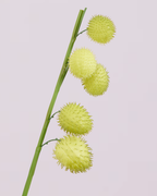 BALLOON PLANT
