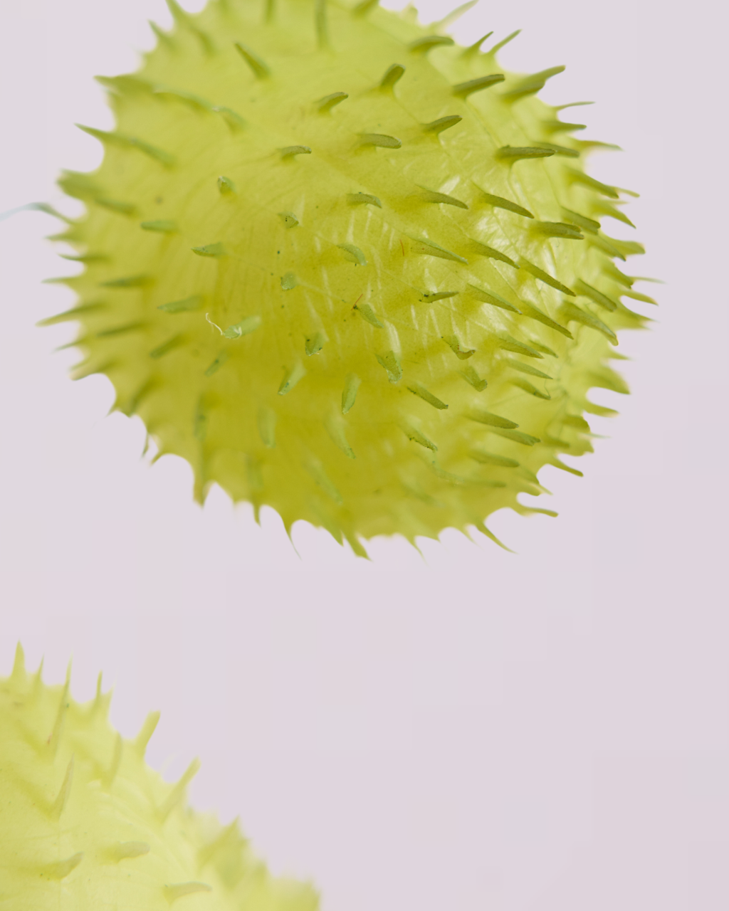 BALLOON PLANT