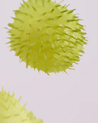 BALLOON PLANT