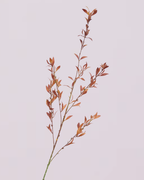 AUTUMNAL LEAF SPRAY IN WARM BROWN