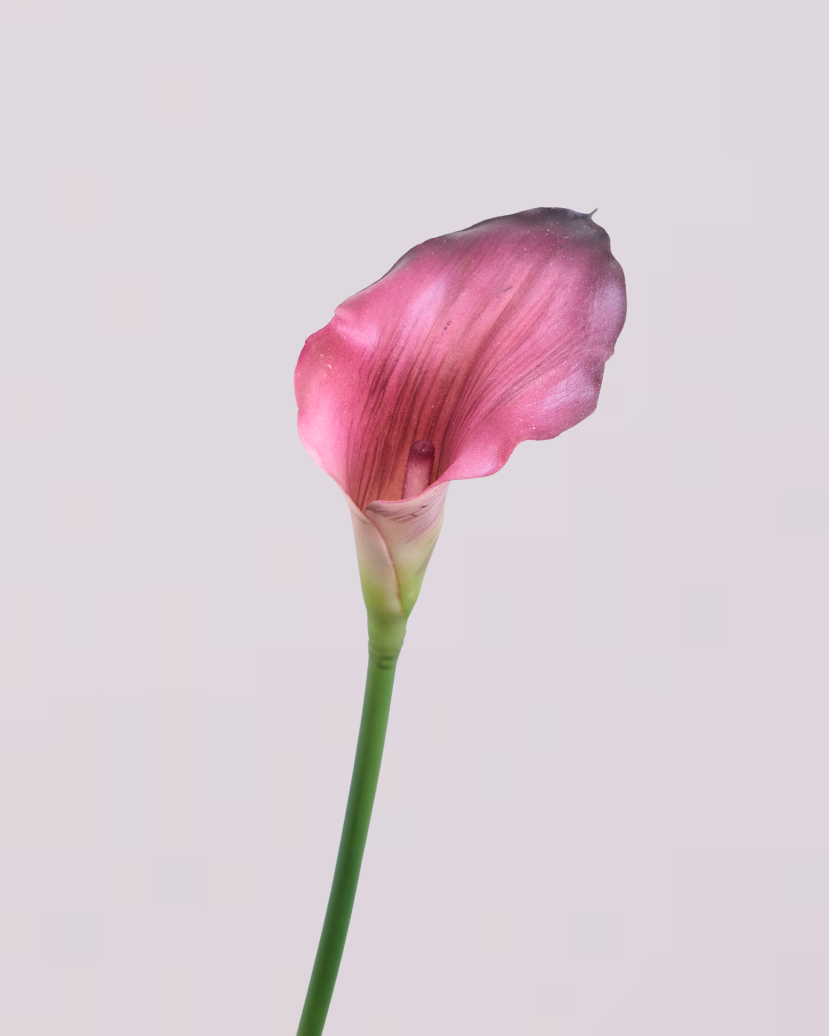 CALLA LILY IN PLUM (SMALL)