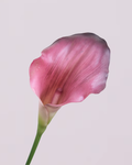 CALLA LILY IN PLUM (SMALL)