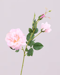 BLUSH REAL TOUCH PEONY