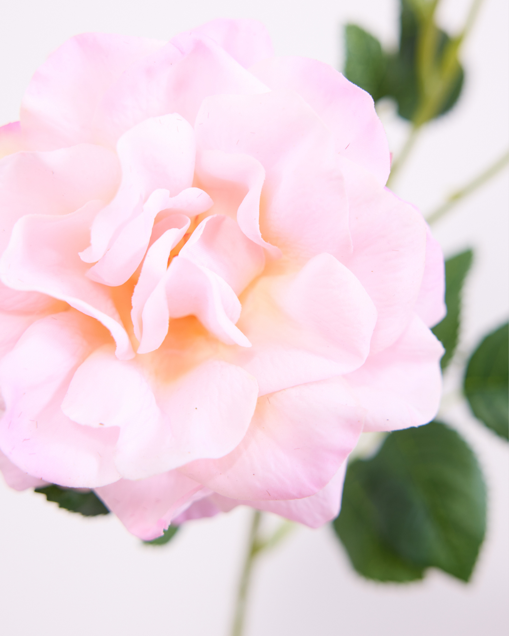 BLUSH REAL TOUCH PEONY