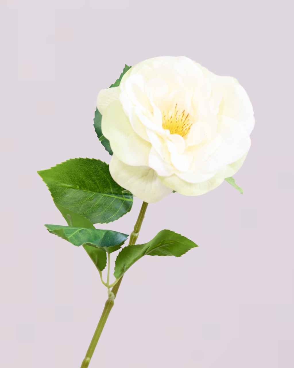 WHITE REAL TOUCH RANUNCULUS