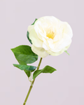 WHITE REAL TOUCH RANUNCULUS
