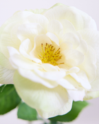 WHITE REAL TOUCH RANUNCULUS