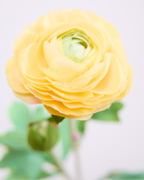 SOFT PINK REAL TOUCH RANUNCULUS