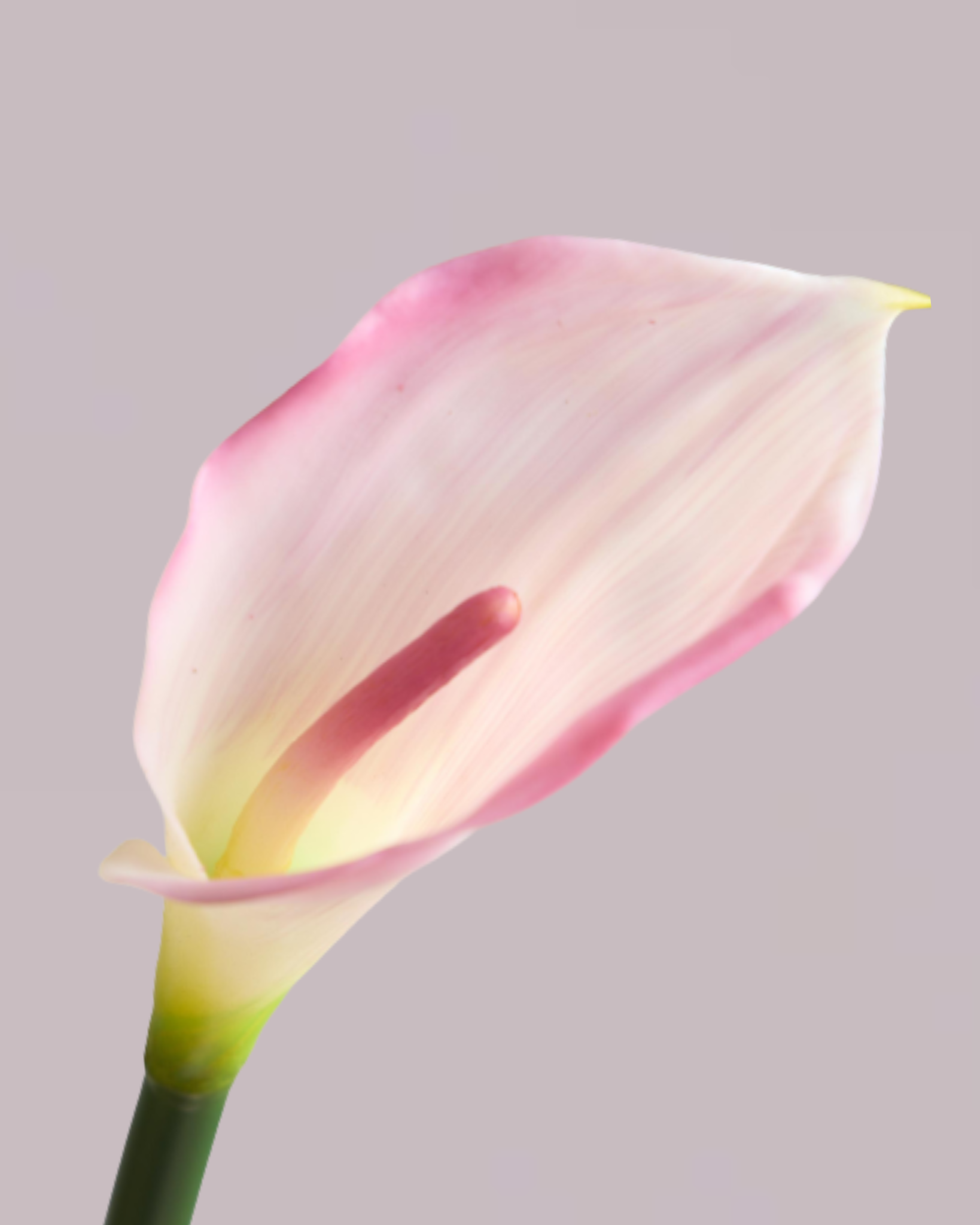CALLA LILY IN DUSTY PINK (EXTRA LARGE)