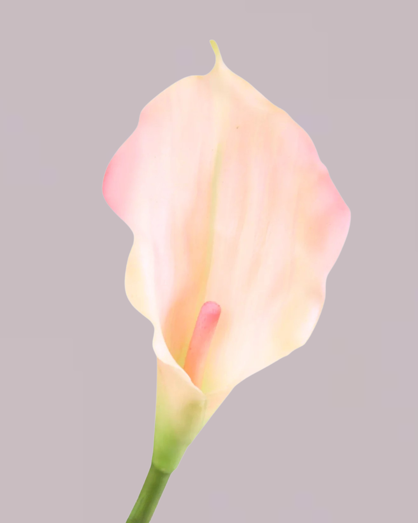 CALLA LILY IN PINK (SMALL)