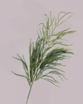 EVERGREEN PINE STEM