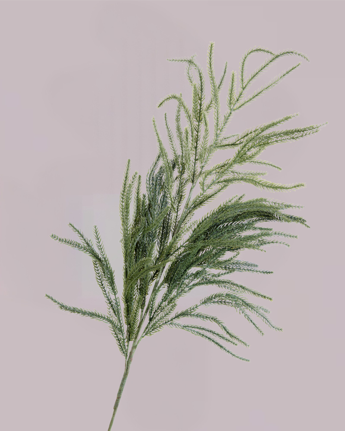 EVERGREEN PINE STEM