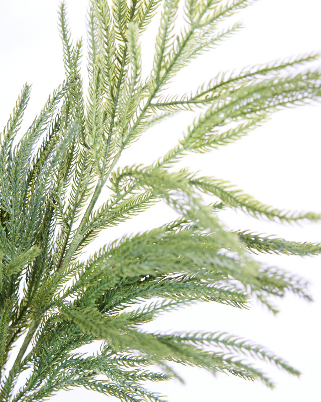 EVERGREEN PINE STEM