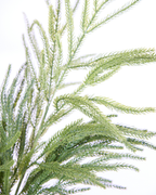 EVERGREEN PINE STEM