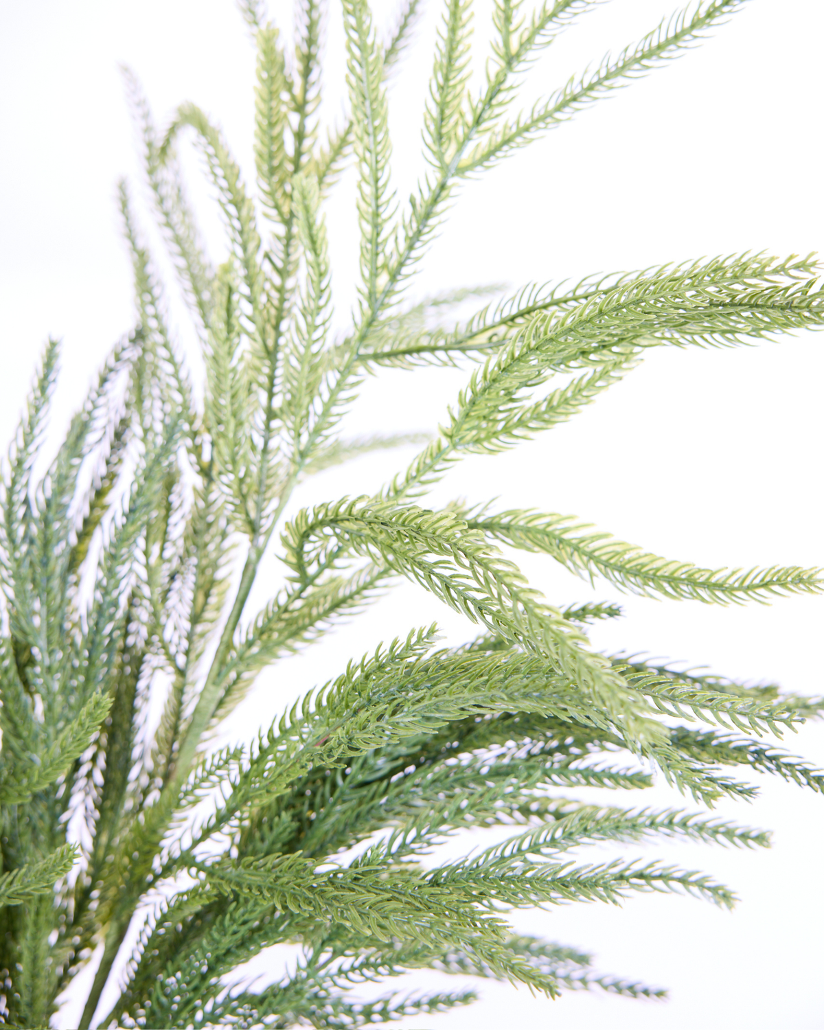 EVERGREEN PINE STEM
