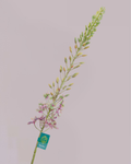 SILK-KA EREMURES GREEN/PURPLE 107CM