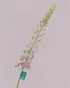 SILK-KA EREMURES GREEN/PURPLE 107CM