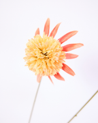 SILK-KA RUDBECKA IN APRICOT 66CM