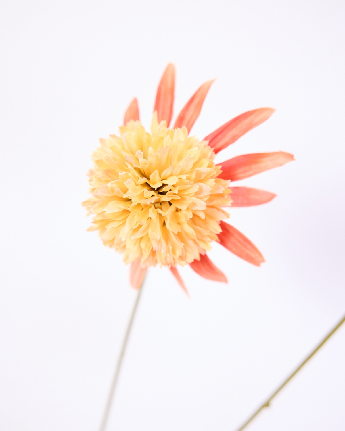 SILK-KA RUDBECKA IN APRICOT 66CM