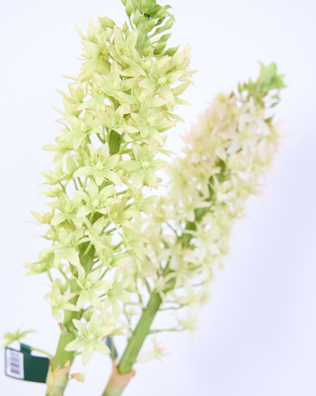SILK-KA EUCOMIS IN CREAM/GREEN 105CM