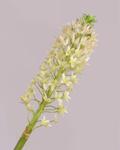 SILK-KA EUCOMIS IN CREAM/GREEN 105CM