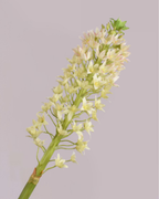 SILK-KA EUCOMIS IN CREAM/GREEN 105CM