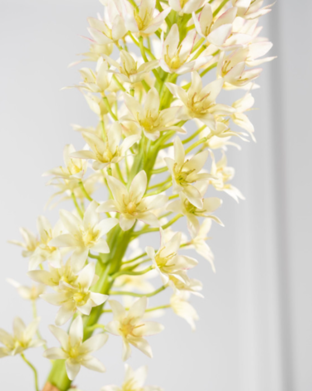 SILK-KA EUCOMIS IN CREAM/GREEN 105CM