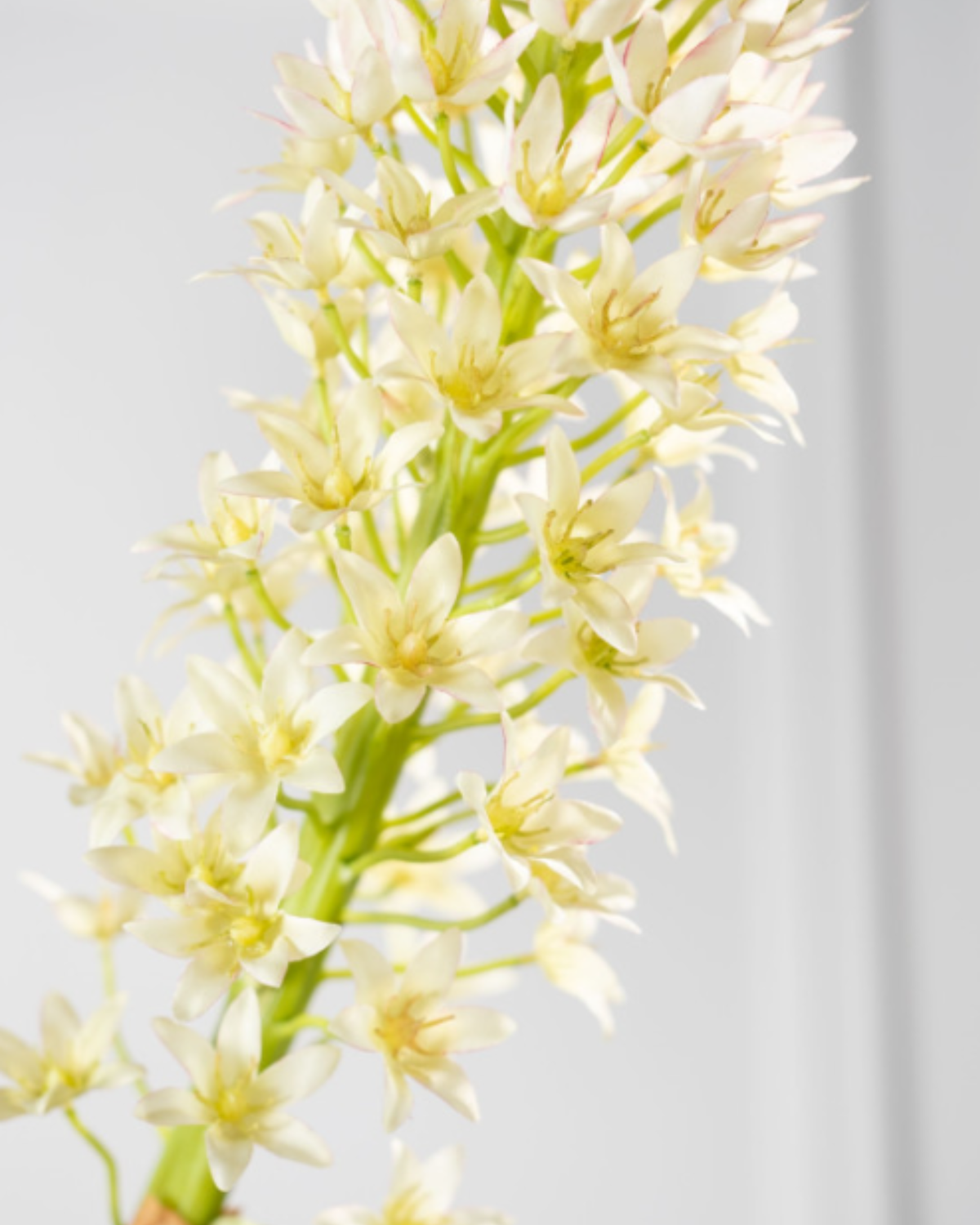 SILK-KA EUCOMIS IN CREAM/GREEN 105CM