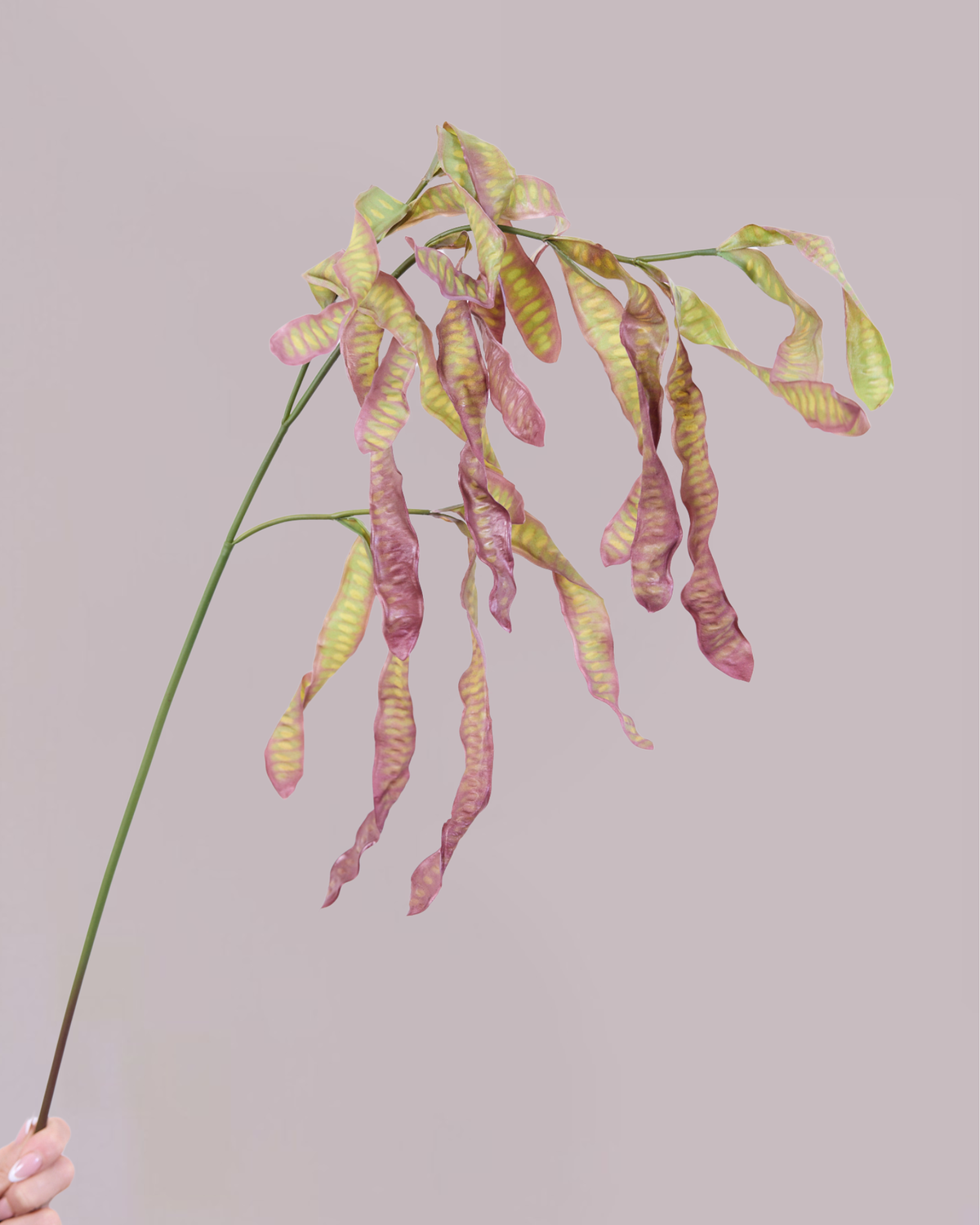 ACACIA SEED POD
