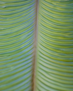 XL EXOTIC LEAF IN GREEN 85CM