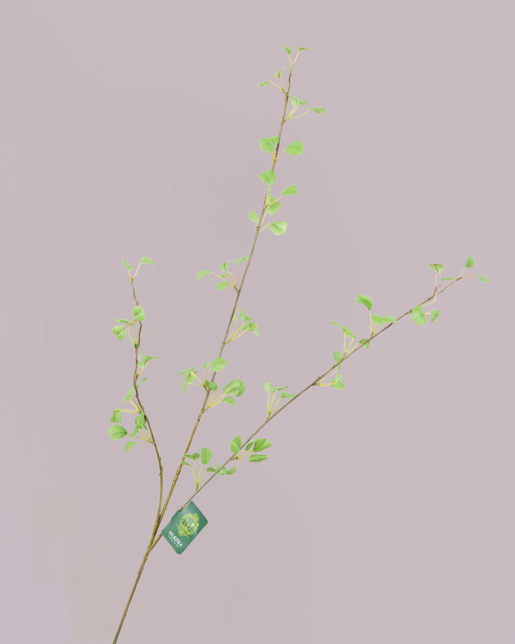 SILK-KA PITTOSPORUM 84CM