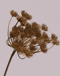 HOGWEED SPRAY BROWN