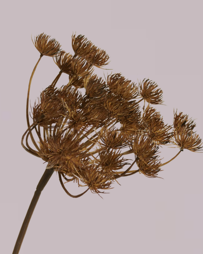 HOGWEED SPRAY BROWN