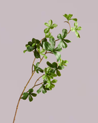 JAPANESE ENKIANTHUS LEAF SPRAY