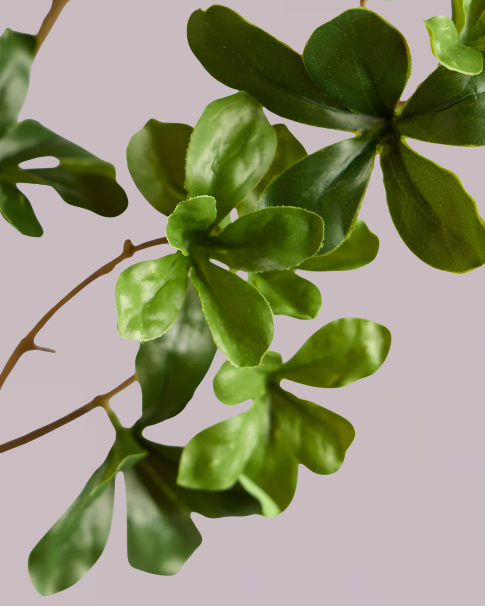 JAPANESE ENKIANTHUS LEAF SPRAY