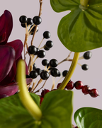 MULBERRY