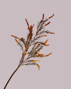 ORANGE AUTUMNAL SPRAY
