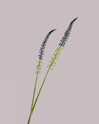 ORNAMENTAL GRASS
